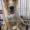 里親探してます！たれ耳で可愛いです。 サムネイル3