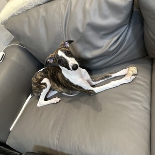 里親が決まりました。