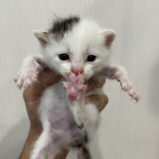 生後1ヶ月程の子猫