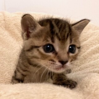 推定4月15日生まれ！キジトラ　冴（さえ）ちゃん