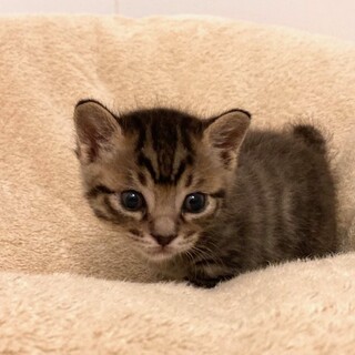 推定4月15日生まれ！キジトラ　椛（もみじ）くん