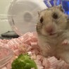 はむはむレオン