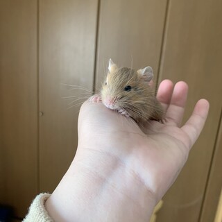 デグーのオス1匹です！