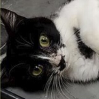 トライアル中！なれなれハチワレ黒白女子