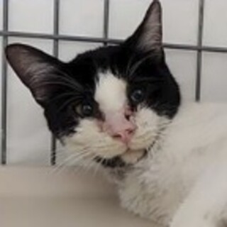 Help！幸せ待ち。ナデナデ可能♥白黒ハチワレ男子