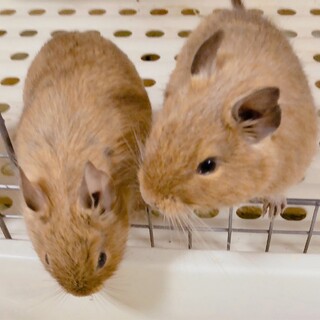 デグーサンドカラー！メス2匹