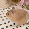 デグーサンドカラー！メス2匹 サムネイル4