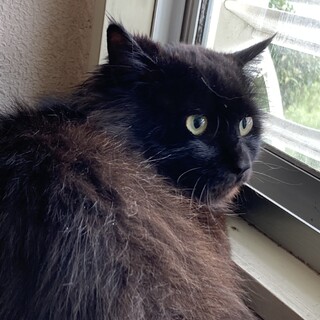 ゴージャスなボフ❣️