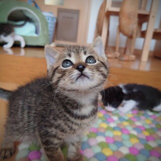 5/28譲渡会 キジ白　２か月　ふうた