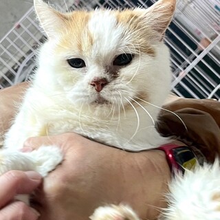 C23-W1209 大人しいスコティッシュちゃん♪