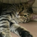 気弱そうな表情が魅力 ♪ レオ君 11ヵ月