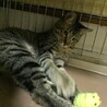気弱そうな表情が魅力 ♪ レオ君 11ヵ月 サムネイル3