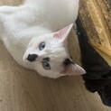 子猫の里親様募集しておりますm(_ _)m