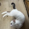 子猫の里親様募集しておりますm(_ _)m サムネイル2