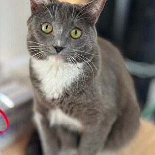 美しいグレーとホワイトのマリンちゃん！