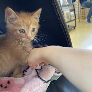 茶トラのジャパニーズボブテイル