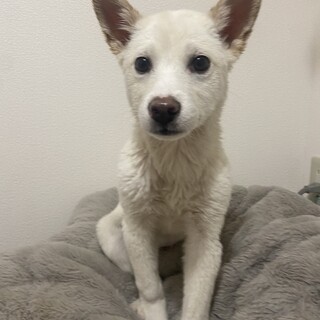 2ヶ月半✴︎家族を探してます。