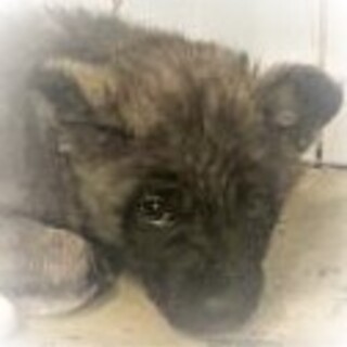 5-3-039◆可愛い子犬◆家族に迎えませんか？