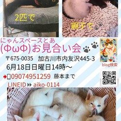 にゃんスペースとあ　ねこのお見合い会