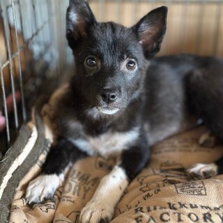 ピンキチャン！