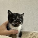 生後1ヶ月の子猫さん♪