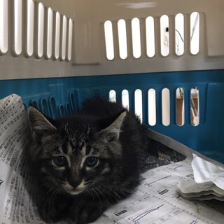 ありがとうございました★黒キジのサワラちゃん