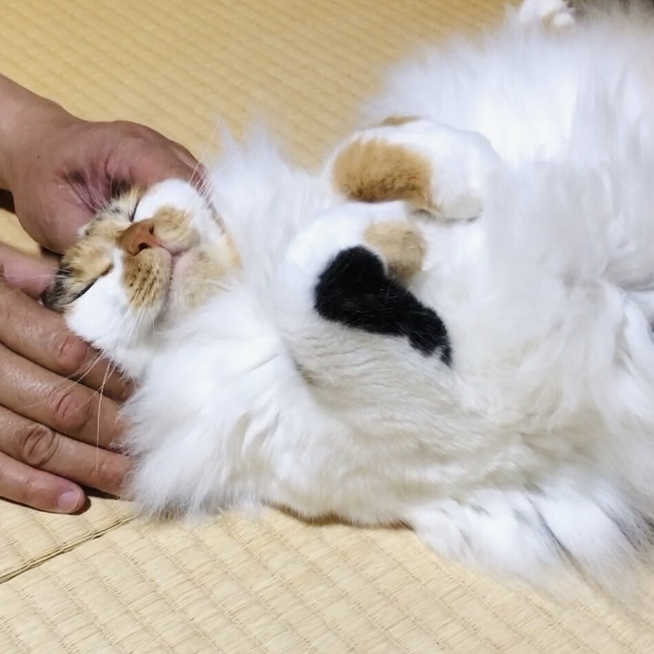 よいなのカバー写真