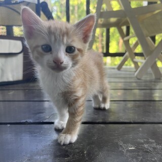 ふわふわ子猫(兄弟の情報も更新しました)