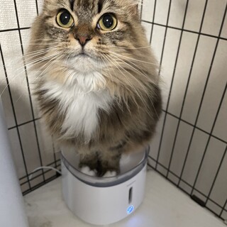 かわいいサイベリアンの里親募集！