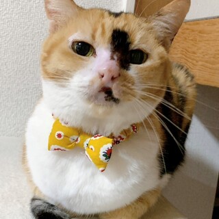 【5/21東銀座】むたこちゃん2歳♪