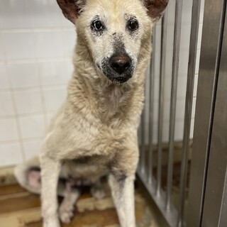 殺処分対象！痩せて皮膚炎です頑張って生きてきました