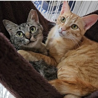 茶トラ＆キジトラ☆なかよし兄妹