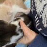 多頭飼いさんからレスキューしました サムネイル4