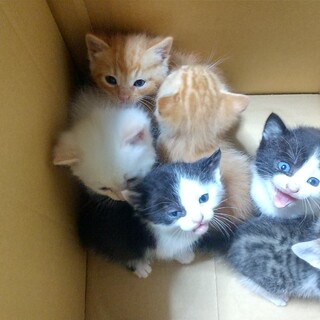 子猫里親募集！