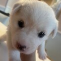 素敵なご縁がありました。可愛らしいおチビちゃん