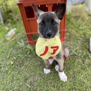 トライアルが決定しました