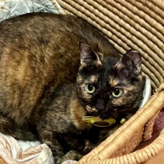 綺麗なサビ柄チィちゃん2才