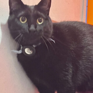 美人な黒猫テンちゃん2才