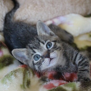 超甘えん坊な可愛いフキちゃん