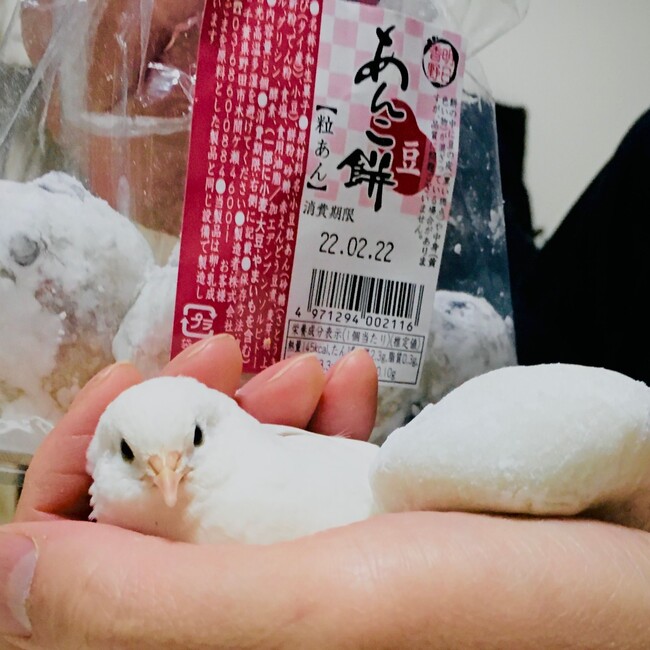 しろ姫のカバー写真