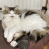 モフモフ女の子４歳半 サムネイル2