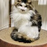 モフモフ女の子４歳半 サムネイル4