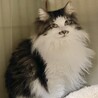 モフモフ女の子４歳半 サムネイル5