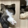 モフモフ女の子４歳半 サムネイル6