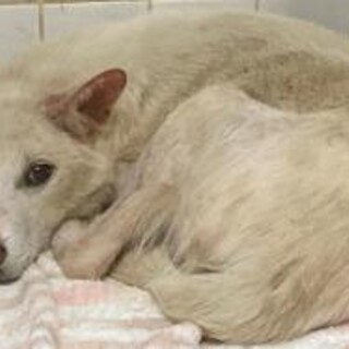 ガリガリに痩せ皮膚病も　収容期限5/24朝迄