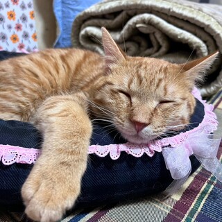 愛し愛されキャラのイザベラくん♪