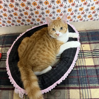 モフモフでイケメンのユウくん