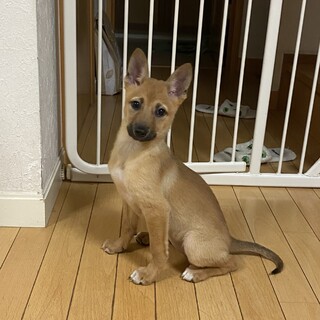 2ヶ月半＊家族募集中