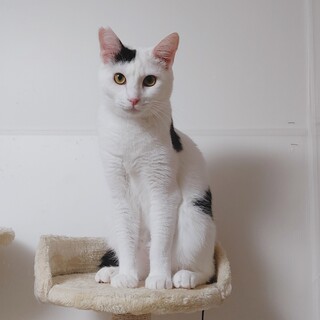 遊ぶの大好き❤️白黒猫つとむくん