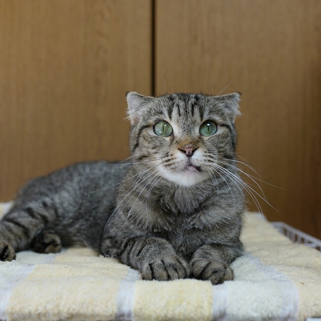 紡ぐ猫のカバー写真